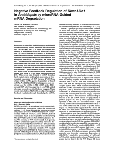 Dicer-Like1 Arabidopsis mRNA Degradation
