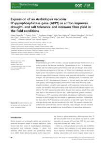 Expression of an Arabidopsis vacuolar H -pyrophosphatase gene (AVP1) in cotton improves