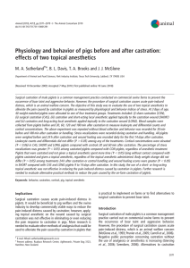 Physiology and behavior of pigs before and after castration: animal