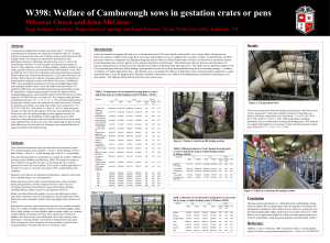 W398: Welfare of Camborough sows in gestation crates or pens