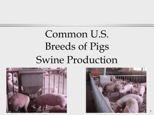 Common U.S. Breeds of Pigs Swine Production 1