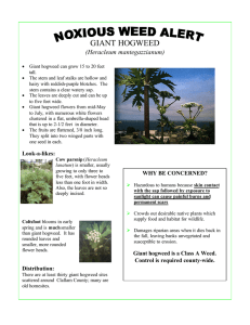 GIANT HOGWEED (Heracleum mantegazzianum)
