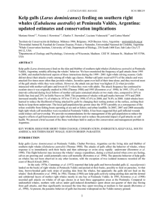 Larus dominicanus Eubalaena australis updated estimates and conservation implications