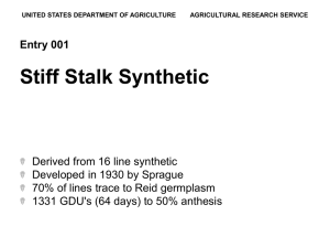 Stiff Stalk Synthetic