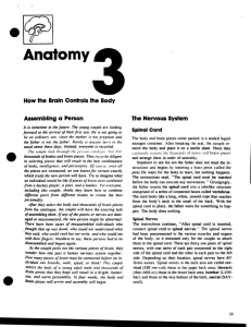 • Anatomy How the Brain Controls the Body Assembling a  'Person .