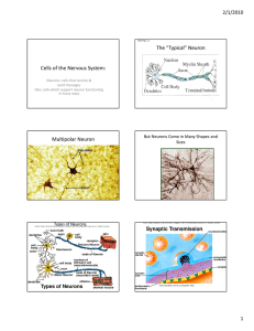 The “Typical” Neuron Cells of the Nervous System: 2/1/2010