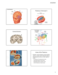 Thalamus (“entryway”) Coronal Section Areas of the Thalamus 4/26/2010