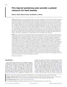 Fire-injured ponderosa pine provide a pulsed resource for bark beetles