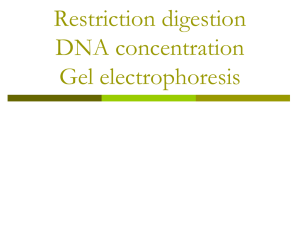 Restriction digestion DNA concentration Gel electrophoresis