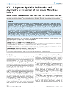 BCL11B Regulates Epithelial Proliferation and Asymmetric Development of the Mouse Mandibular Incisor