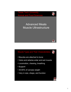 Advanced Meats Muscle Ultrastructure Texas Tech University Animal and Food Sciences