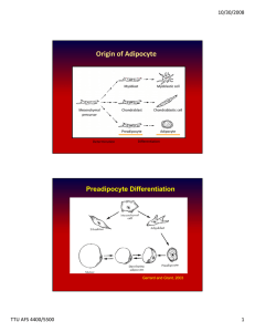 Origin of Adipocyte 10/30/2008
