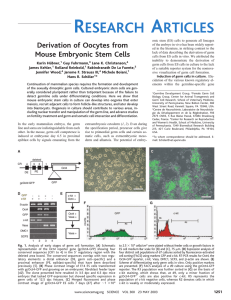 Derivation of Oocytes from