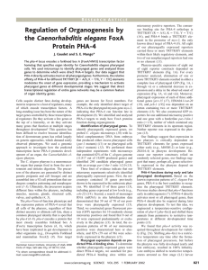 Regulation of Organogenesis by Caenorhabditis elegans Protein PHA-4