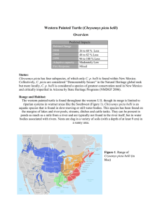 Chrysemys picta belli Overview