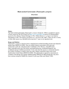 Thamnophis cyrtopsis Overview