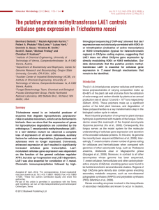 The putative protein methyltransferase LAE1 controls cellulase gene expression in Trichoderma reesei