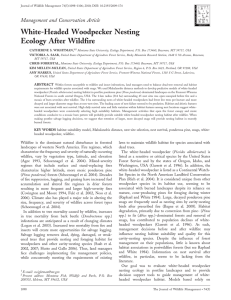 White-Headed Woodpecker Nesting Ecology After Wildfire Management and Conservation Article