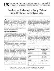Feeding and Managing Baby Calves A