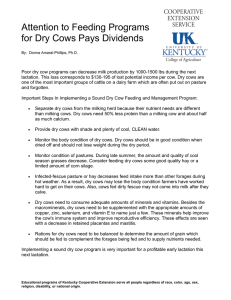 Attention to Feeding Programs for Dry Cows Pays Dividends