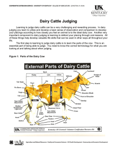 Dairy Cattle Judging