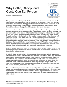 Why Cattle, Sheep, and Goats Can Eat Forges