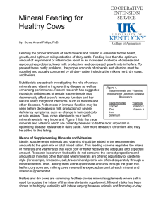 Mineral Feeding for Healthy Cows