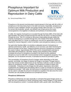 Phosphorus Important for Optimum Milk Production and Reproduction in Dairy Cattle