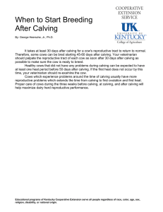When to Start Breeding After Calving