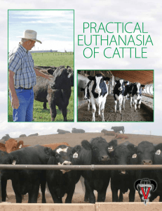 Practical Euthanasia of cattlE AABP / Euthanasia /1