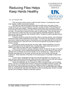 Reducing Flies Helps Keep Herds Healthy