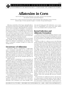 Aflatoxins in Corn