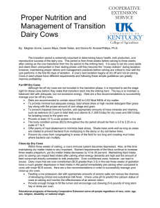 Proper Nutrition and Management of Transition Dairy Cows