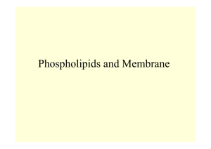 Phospholipids and Membrane