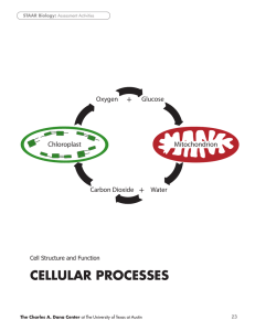 Cellular Processes cellulAR PRoceSSeS + Glucose