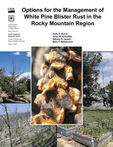 Options for the Management of White Pine Blister Rust in the