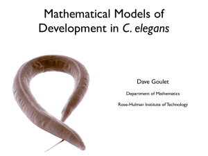 Mathematical Models of C. elegans Dave Goulet Department of Mathematics