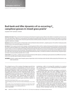 Bud-bank and tiller dynamics of co-occurring C  3