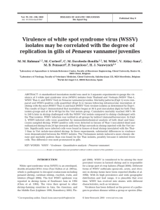 Virulence of white spot syndrome virus (WSSV) replication in gills of