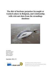 The diet of harbour porpoises bycaught or