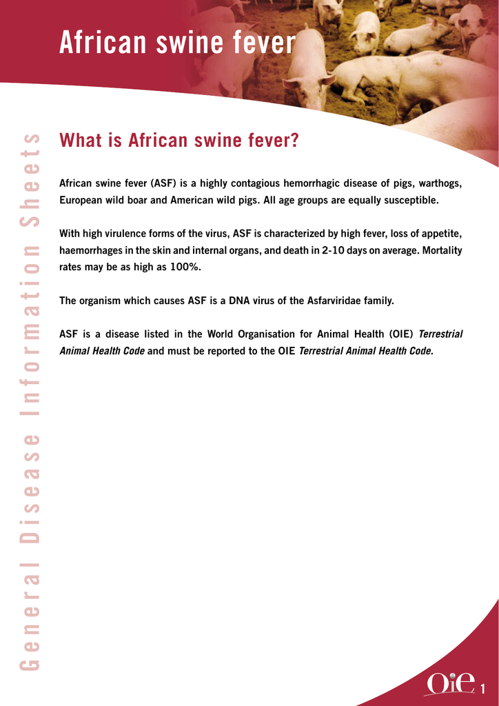 African swine fever What is African swine fever?
