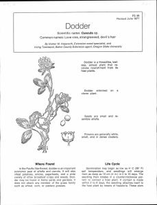 Dodder A Scientific name: Cuscuta sp. Common names: Love vine, strangleweed, devil's hair