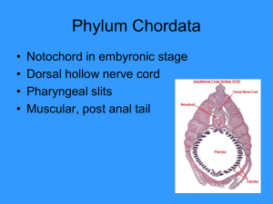Phylum Chordata • Notochord in embyronic stage • Dorsal hollow nerve cord