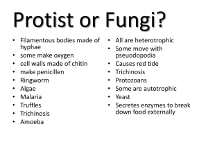 Protist or Fungi?