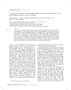 Formation and erosion of biogeomorphological structures: A model study on... tube-building polychaete Lanice conchilega