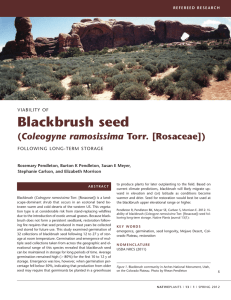 Blackbrush seed Coleogyne ramosissima