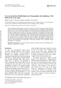 Cavernosa kapitiana (Bacillariophyceae): biogeography and morphology of the