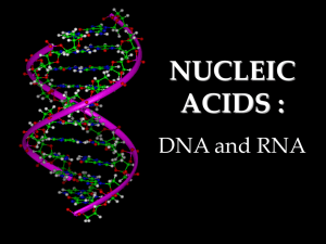 NUCLEIC ACIDS : DNA and RNA