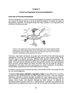 Chapter 5 Endocrine Regulation of Glucose Metabolism Overview of Glucose Homeostasis