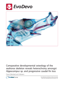 Comparative developmental osteology of the seahorse skeleton reveals heterochrony amongst